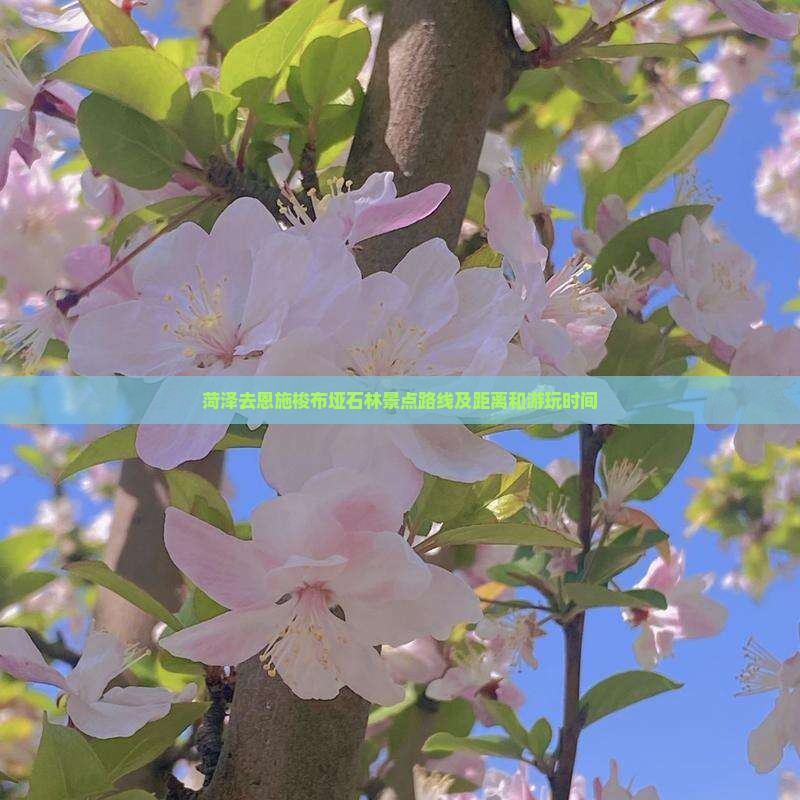 菏泽去恩施梭布垭石林景点
