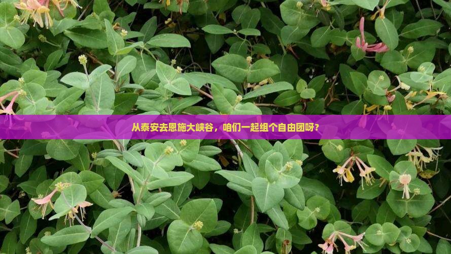 泰安到恩施大峡谷自由团