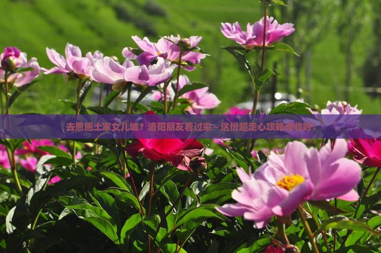 洛阳去恩施土家女儿城攻略