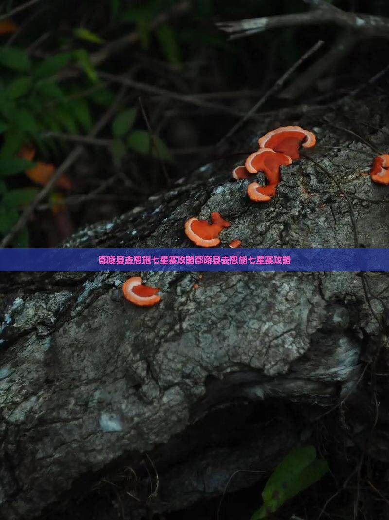 鄢陵县去恩施七星寨攻略