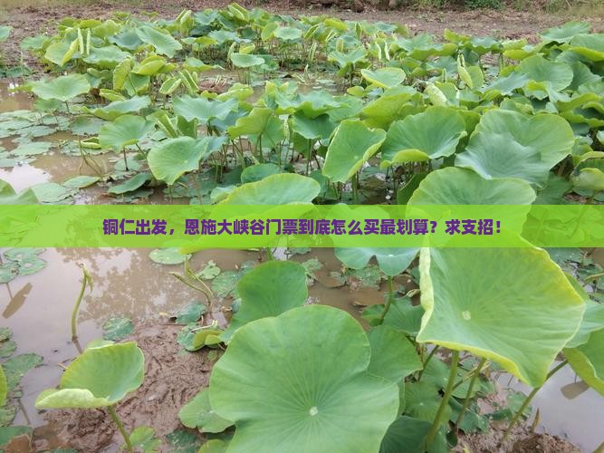 铜仁到恩施大峡谷门票