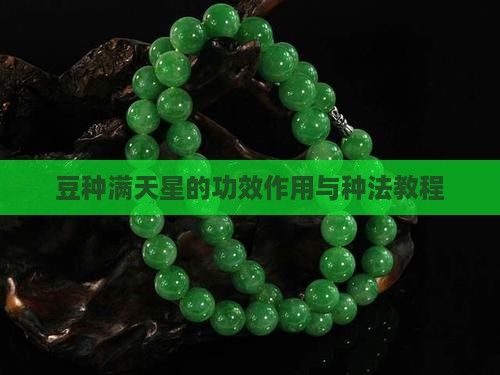 豆种满天星的功效作用与种法教程
