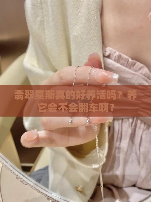 翡翠莫斯好养吗