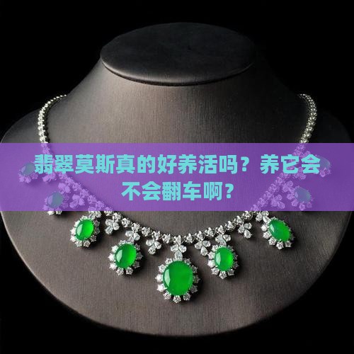 翡翠莫斯好养吗