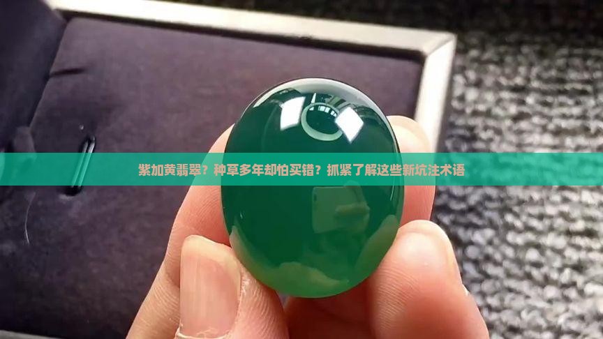 紫加黄翡翠