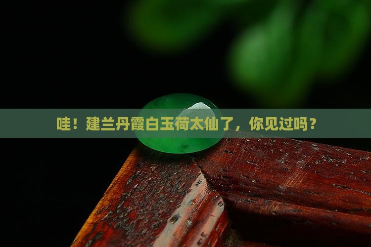 建兰丹霞白玉荷