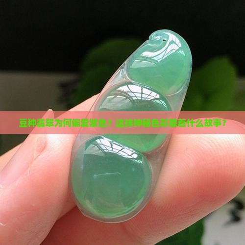 豆种翡翠紫