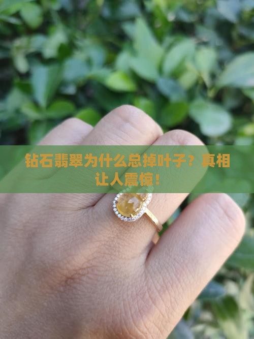 钻石翡翠为什么总掉叶子