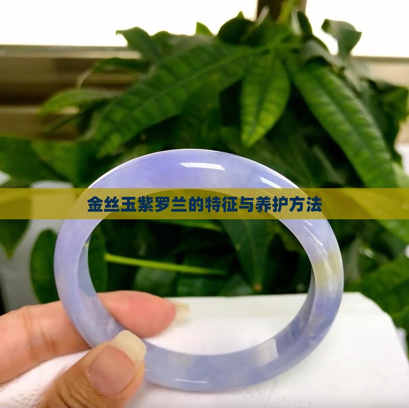 金丝玉紫罗兰的特征与养护方法