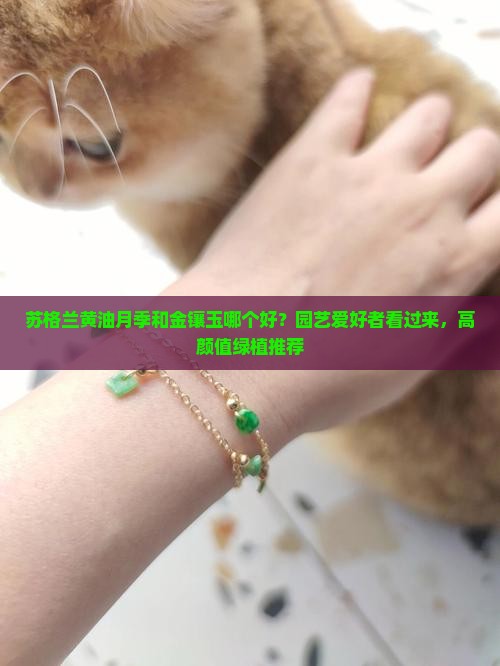 苏格兰黄油月季和金镶玉哪个好