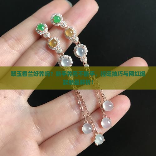翠玉香兰好养吗