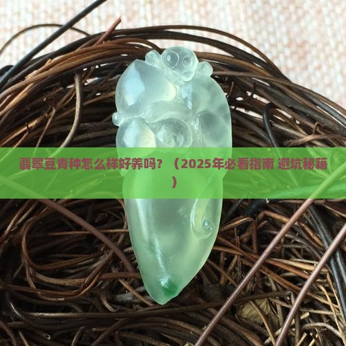 翡翠豆青种怎么样好养吗