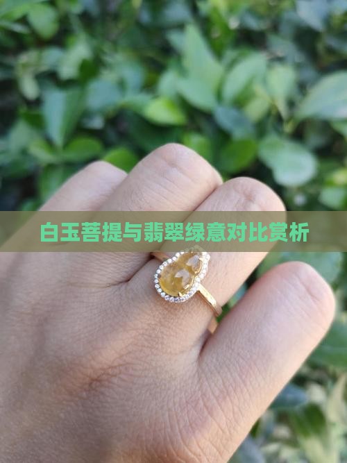 白玉菩提与翡翠绿意对比赏析
