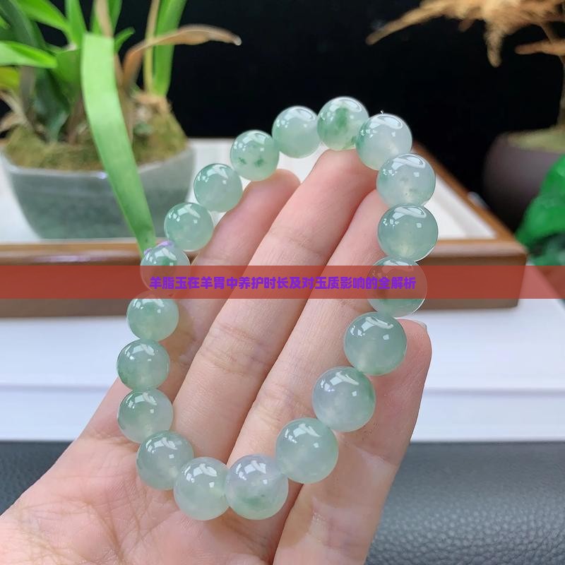 羊脂玉在羊胃中养护时长及对玉质影响的全解析