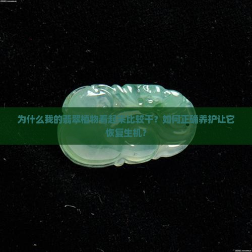为什么我的翡翠植物看起来比较干？如何正确养护让它恢复生机？