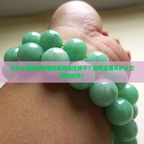 为什么我的翡翠植物看起来比较干？如何正确养护让它恢复生机？