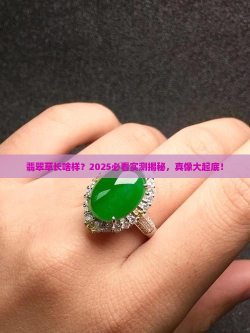 翡翠草长什么样