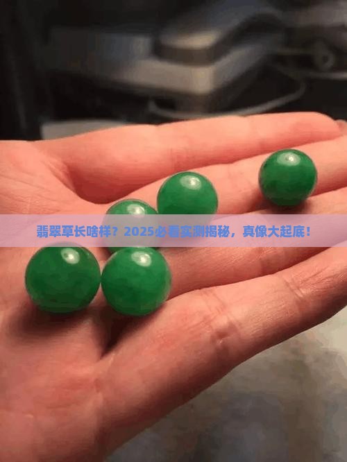 翡翠草长什么样