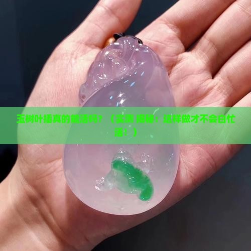 玉树叶插就能活吗