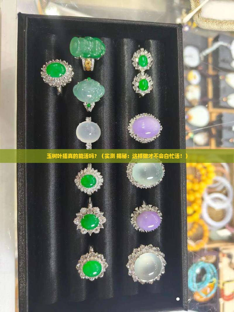 玉树叶插就能活吗