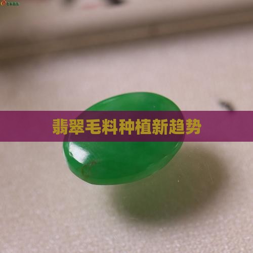 翡翠毛料种植新趋势