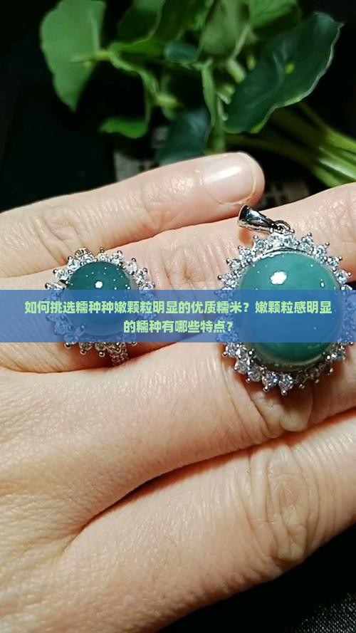 如何挑选糯种种嫩颗粒明显的优质糯米？嫩颗粒感明显的糯种有哪些特点？