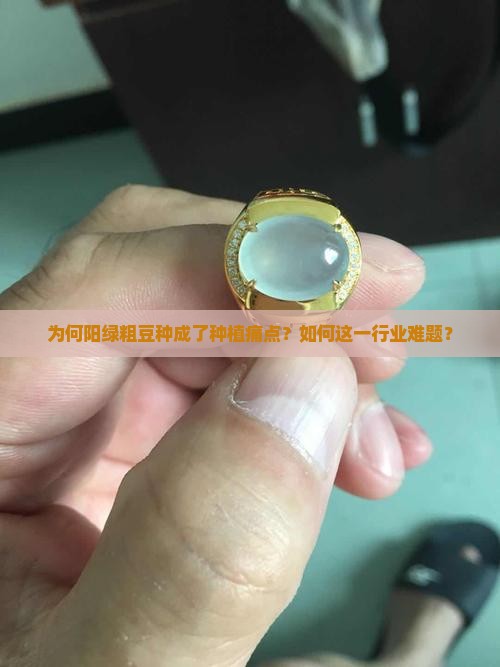 为何阳绿粗豆种成了种植痛点？如何这一行业难题？