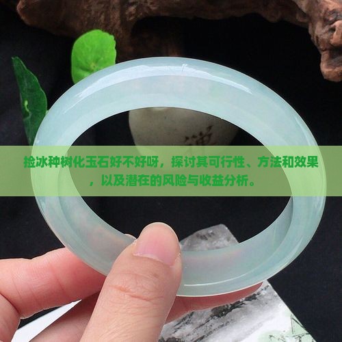 捡冰种树化玉石好不好呀