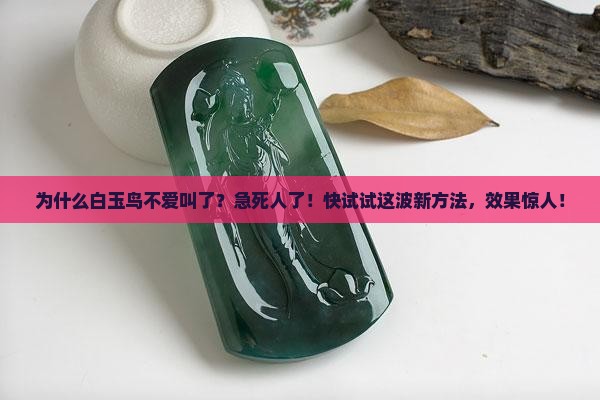 白玉鸟不爱叫怎么办