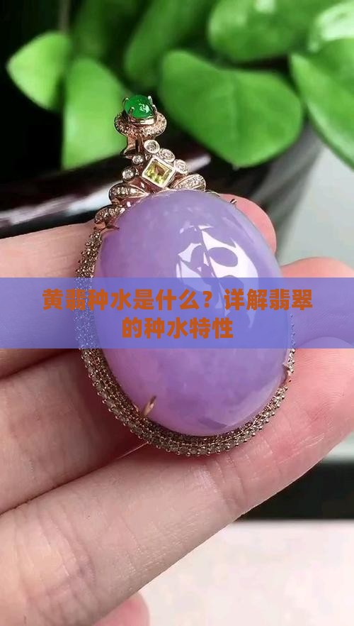 黄翡种水是什么？详解翡翠的种水特性
