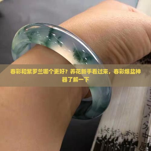春彩和紫罗兰哪个更好？养花新手看过来，春彩爆盆神器了解一下