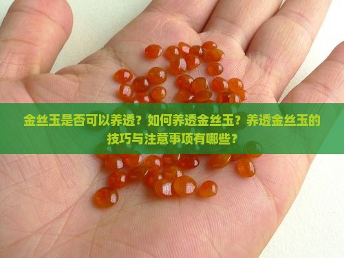 金丝玉是否可以养透？如何养透金丝玉？养透金丝玉的技巧与注意事项有哪些？