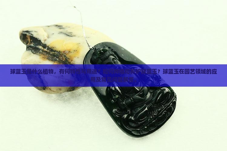 球蓝玉是什么植物，有何特性与用途？如何种植和养护球蓝玉？球蓝玉在园艺领域的应用及常见问题解答。