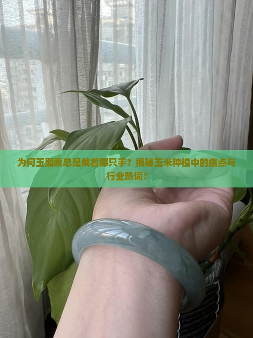 为何玉蜀黍总是戴着那只手？揭秘玉米种植中的痛点与行业热词！