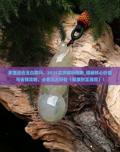 家里适合玉白菜吗