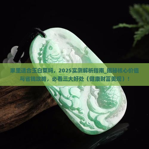 家里适合玉白菜吗