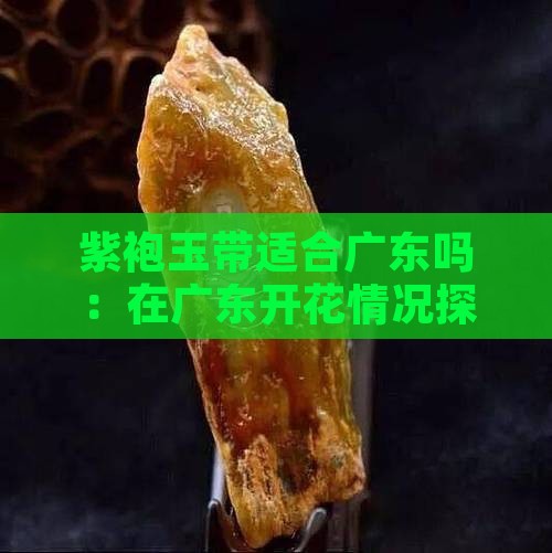 紫袍玉带适合广东吗：在广东开花情况探讨