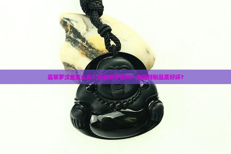 翡翠罗汉鱼怎么养？适合新手养吗？如何辨别品质好坏？