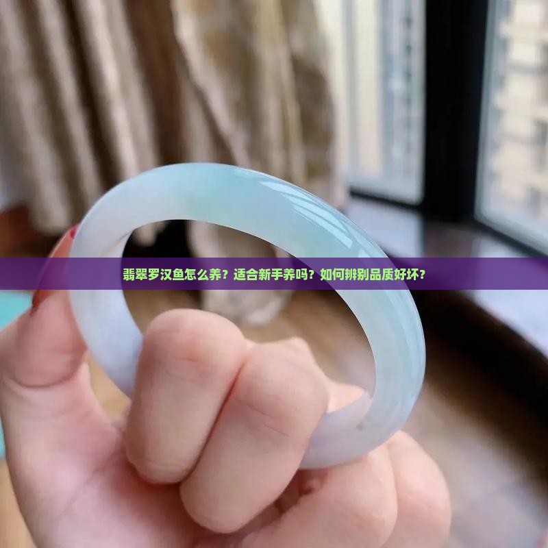 翡翠罗汉鱼怎么养？适合新手养吗？如何辨别品质好坏？