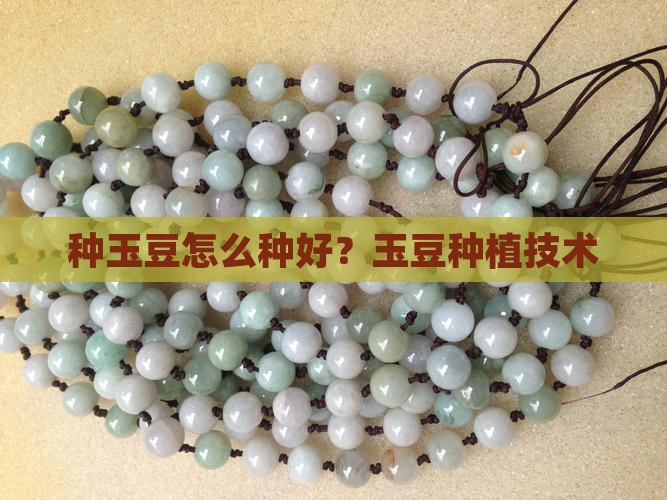 种玉豆怎么种好？玉豆种植技术
