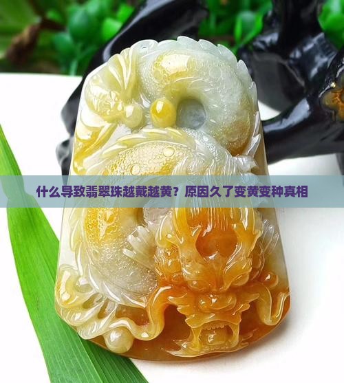 翡翠珠越戴越黄正常吗