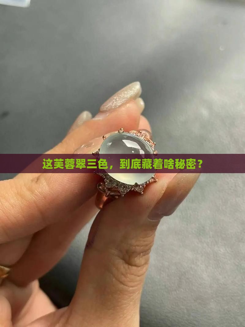 芙蓉翠三色