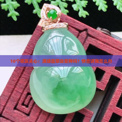 翡翠的满绿会变种吗