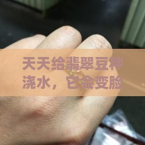 翡翠豆种天天见水会变种吗
