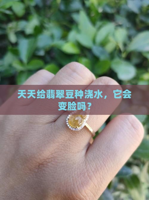 翡翠豆种天天见水会变种吗