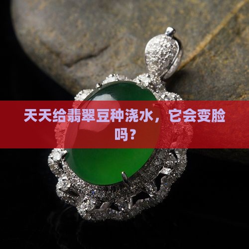 翡翠豆种天天见水会变种吗