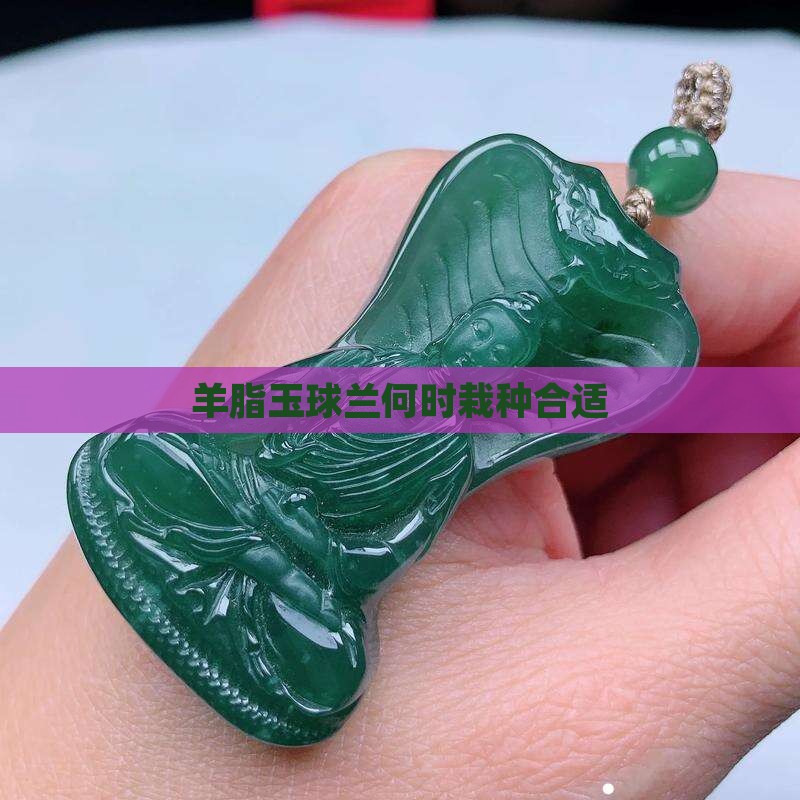 羊脂玉球兰什么时候栽种