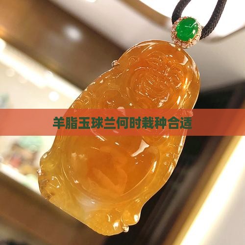 羊脂玉球兰什么时候栽种