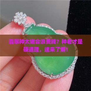 翡翠种太嫩会浪费钱？种老才是硬道理，速来了解！