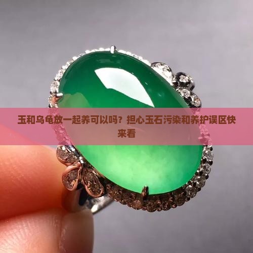 玉和乌龟放一起养可以吗？担心玉石污染和养护误区快来看